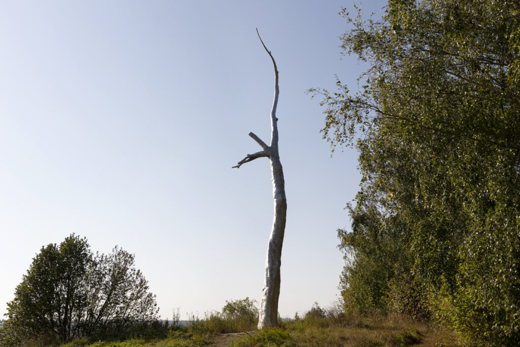 Cover Image for Torraka som förutsättning för liv