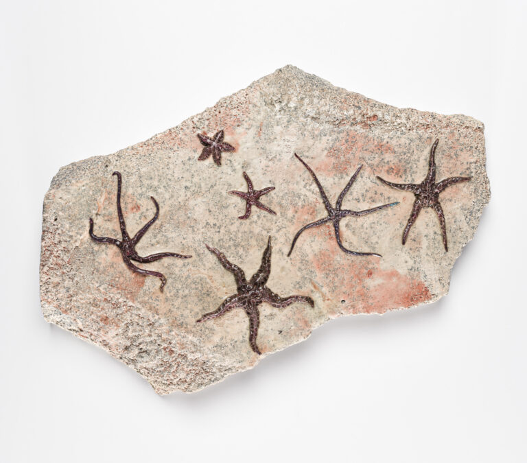Cover Image for Asteroidea Fossil